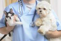 ¿Cómo obtener una cita para la esterilización gratuita de mascotas?