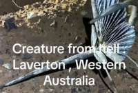 Experto se pronuncia sobre una extraña criatura grabada en Australia 