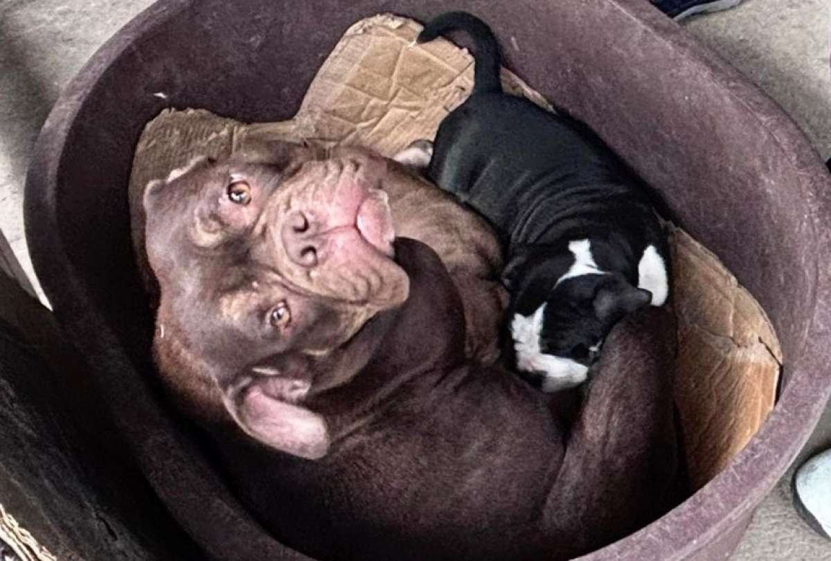 Un presunto caso de cría ilegal y maltrato animal se encontró en Quito
