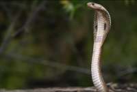 El veneno de una serpiente cobra es considerado mortal. 