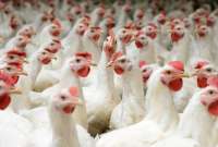 Se espera que la carne de pollo sea otro de los productos que se posicione en perchas internacionales