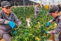 En Colombia está autorizado el consumo de cannabis con uso medicinal 