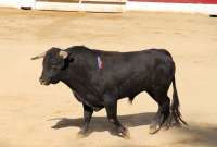 Jueza suspende las corridas de toros en la Plaza México