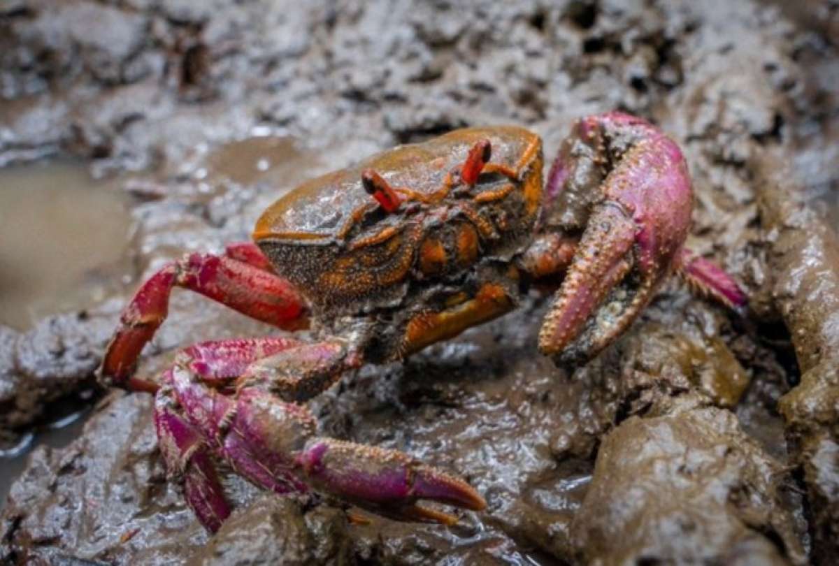 La medida de prohibir la exportación del cangrejo busca conservar sus especies y proteger los ecosistemas de manglar. La resolución entrará en vigencia el 28 de octubre de 2025.
