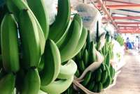 Gobierno trabaja en el tema del precio oficial del banano