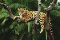 Indignación en redes sociales por el asesinato de un jaguar a sangre fría
