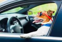 En un insólito caso, un perro fue el responsable de chocar un vehículo en Gales. 