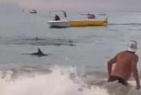 Delfines fueron vistos en las costas de Salinas