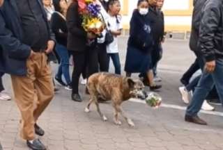 Video: Perro lleva flores al funeral de su dueño