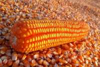 El MAG establece que el valor del quintal de maíz es de USD 15,57.