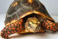 Ministerio de Ambiente logró una condena por tráfico de tortugas de patas rojas.