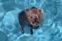 Thalía salvó la vida de un ratón que cayó en su piscina
