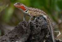 Presentan guía sobre zona de Ecuador entre más diversas de reptiles y anfibios en el mundo