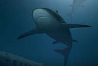 Tiburón toro atacó a un hombre en Florida, Estados Unidos