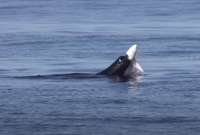 León marino arrancó la mandíbula de un tiburón en las aguas de California