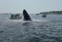 Una ballena golpeó con su cuerpo un pequeño bote de pesca