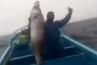 Un pez remo fue capturado a 30 millas de la costa ecuatoriana. 