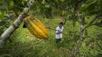 Según la Anecacao, Ecuador se encuentra “ante una posición histórica. A pesar de que hubo un alza similar en el precio del cacao durante los años 70, no se llegó a los niveles actuales.