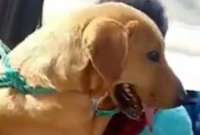 Se vuelve viral el video de una mujer que carga a su perro en un bus