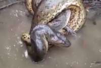 En el video se puede observar al caimán luchar por soltarse sin éxito hasta que finalmente sucumbe ante la fuerza de la anaconda.