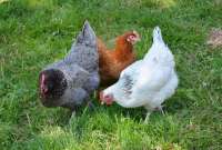 Agrocalidad prohíbe la importación de carne ante la alerta de gripe aviar