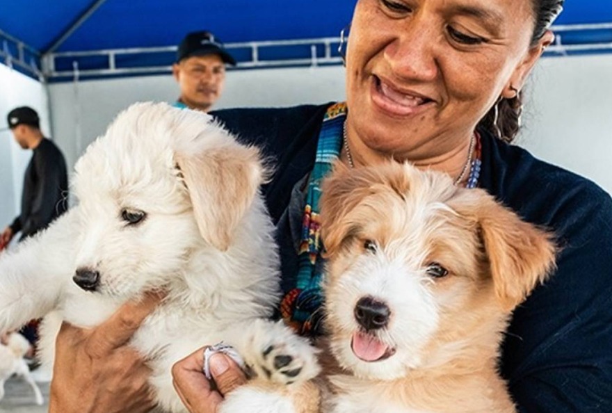 adopción