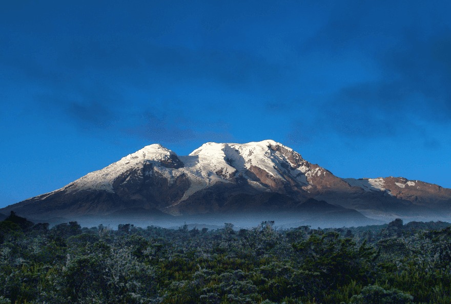 MAE denuncia presunto delito contra oso de anteojos MAE denuncia presunto delito contra oso de anteojos