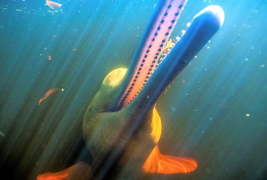 El delfín amazónico se encuentra en peligro crítico de extinción por la sequía en el Amazonas.