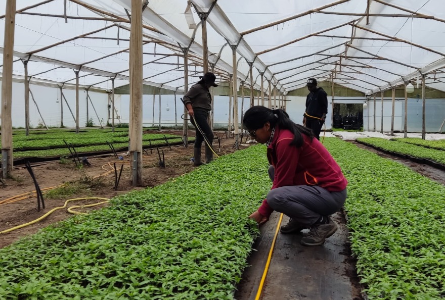 Ana Criollo, jefa agrónoma de Barad, inspecciona los cultivos en la hacienda de Tabacundo. Ana Criollo, jefa agrónoma de Barad, inspecciona los cultivos en la hacienda de Tabacundo.