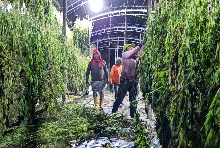 Edith Chancas, de 44 años, trabaja en las labores de cultivo y secado del cannabis no psicoactivo. Edith Chancas, de 44 años, trabaja en las labores de cultivo y secado del cannabis no psicoactivo.