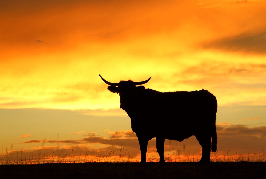 toro