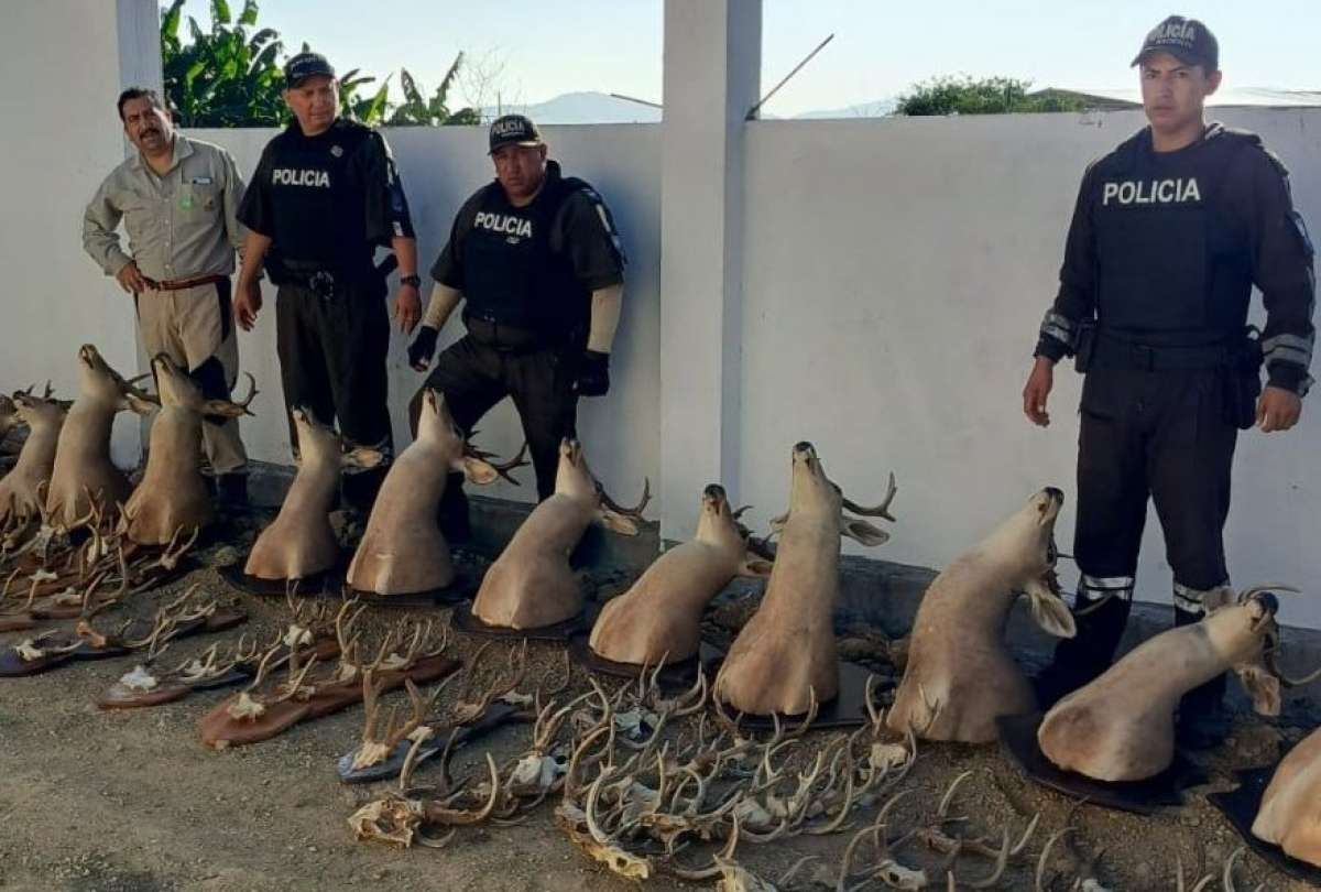 Ministerio de Ambiente y Polic&iacute;a intervienen caso de fauna silvestre en Santa Elena