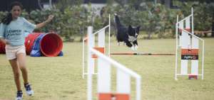 Emilia Flores, de 11 a&ntilde;os, gui&oacute; a su mascota Negrito, un border collie, en la competencia. El can complet&oacute; sin faltas el circuito en menos de un minuto.