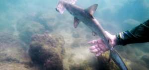 La id&iacute;lica guarder&iacute;a de tiburones martillo en Gal&aacute;pagos