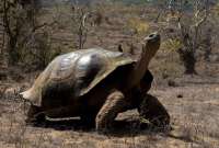 Fiscalía abrió investigación por caza y faenamiento de tortugas en Galápagos