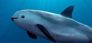 El plan Vaquita CPR recibi&oacute; un duro golpe el domingo pasado con la muerte de una hembra que no resisti&oacute; el cautiverio.