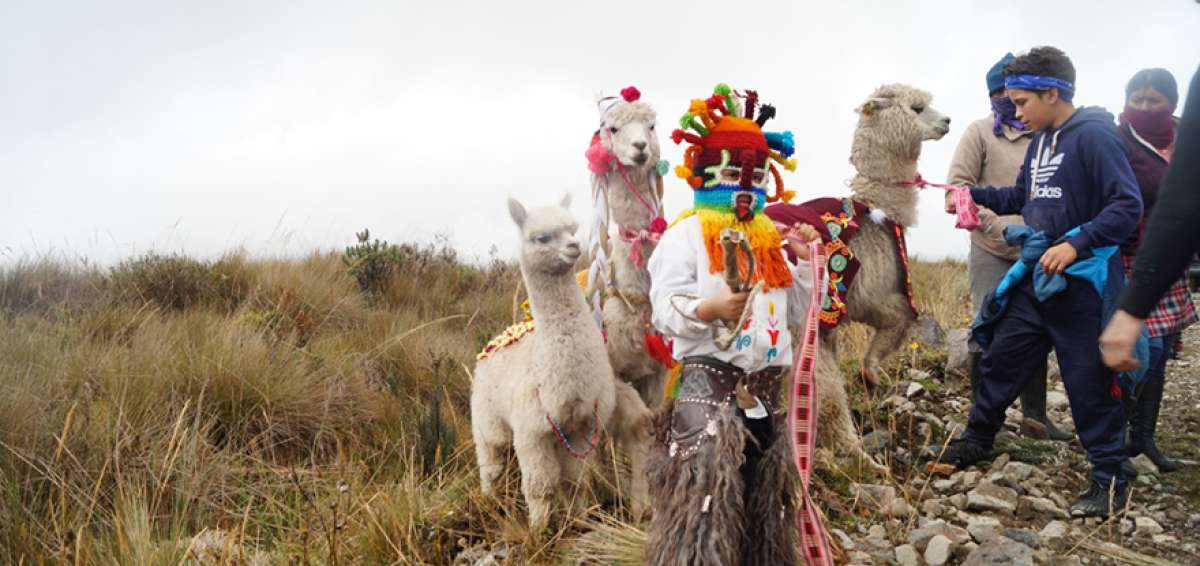 En la actividad participaron 20 ni&ntilde;os de 8 a 12 a&ntilde;os, que recorrieron sobre sus llamas los 500 metros 