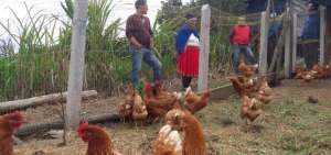 El 50% de las aves se entreg&oacute; a diferentes comunidades de la provincia del Azuay para que mejoren su econom&iacute;a.