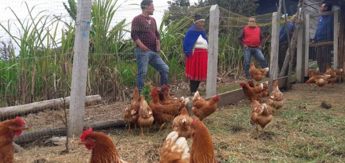 El 50% de las aves se entreg&oacute; a diferentes comunidades de la provincia del Azuay para que mejoren su econom&iacute;a.