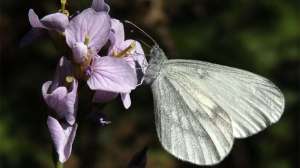 Los cient&iacute;ficos de Butterfly Conservation indican que la desaparici&oacute;n de las mariposas es un llamado de alerta. Leonardo Boix / El Tel&eacute;grafo
