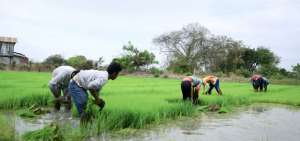 Ecuador puede enviar 44.200 toneladas del grano hasta el 31 de diciembre. Los industriales temen que el cupo no se cumplir&aacute; por los cortos plazos.