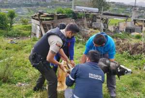 Quito: Provocar la muerte de un animal es sancionado con USD 4250 y prisión de uno a tres años