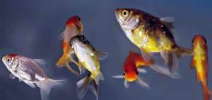 Peces, mascotas silenciosas que relajan y desestresan