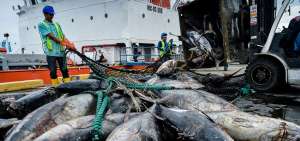 La pesca, junto con la acuicultura, generan alrededor de $ 4.800 de ingresos. Es uno de los sectores m&aacute;s importantes de la econom&iacute;a no petrolera. 