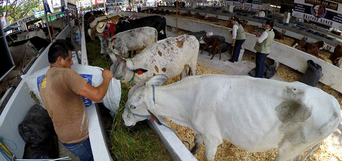 Esta nueva edici&oacute;n de la feria ganadera se inicia a las 09:00 y en ella los visitantes podr&aacute;n apreciar lo mejor de las reses con las que cuenta el pa&iacute;s.