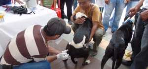 La campa&ntilde;a de vacunaci&oacute;n de caninos y felinos se llevar&aacute; a cabo hasta el 31 de mayo. Se realiza a escala nacional.