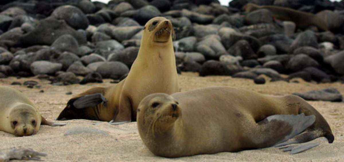 Gal&aacute;pagos cumplir&aacute; 60 a&ntilde;os como &aacute;rea protegida, con mar de retos por cumplir