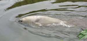Ambiente vigila a elefante marino