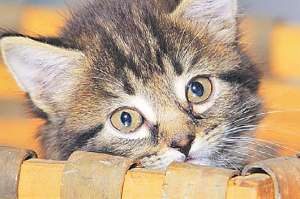 Sobre la fundaci&oacute;n.- Perros y gatos son puestos en adopci&oacute;n una vez que son tratados y curados.