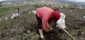 Los agricultores madrugaron para sacudir las plantas y as&iacute; evitar el calcinamiento de hojas, flores y tallos.